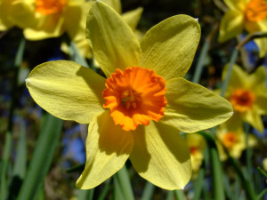 daffodils+flower